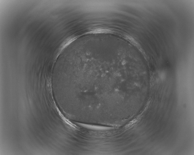 X0000060261425200510281154