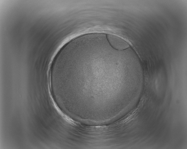 X0000060261515200510281152