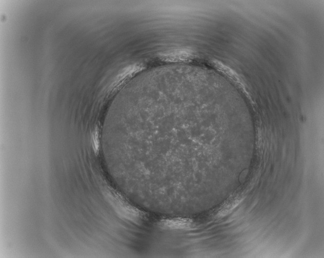 X0000060260069200511010924