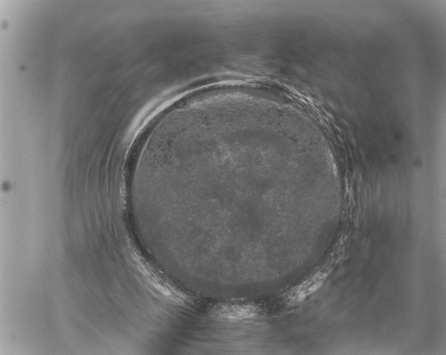 X0000060260247200511010920