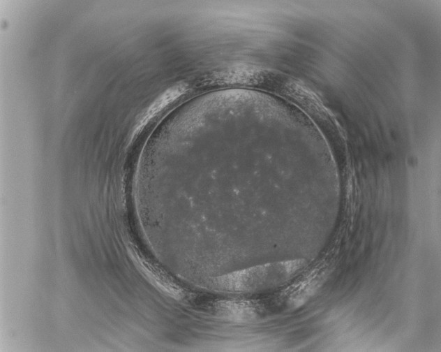 X0000060260250200511010920