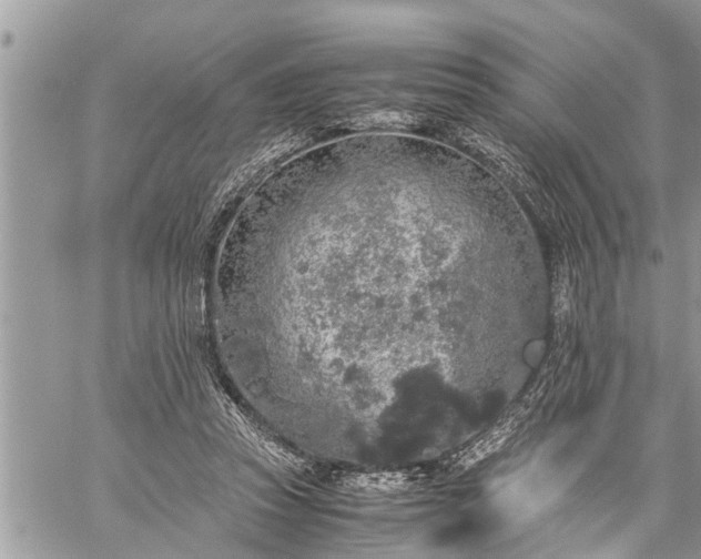 X0000060260353200511010919