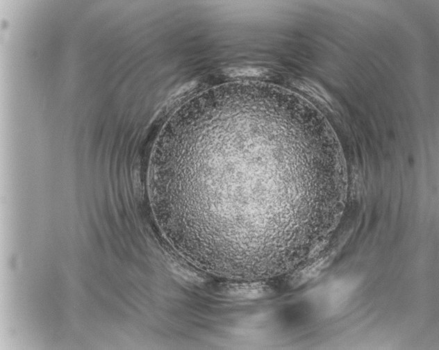 X0000060260377200511010919