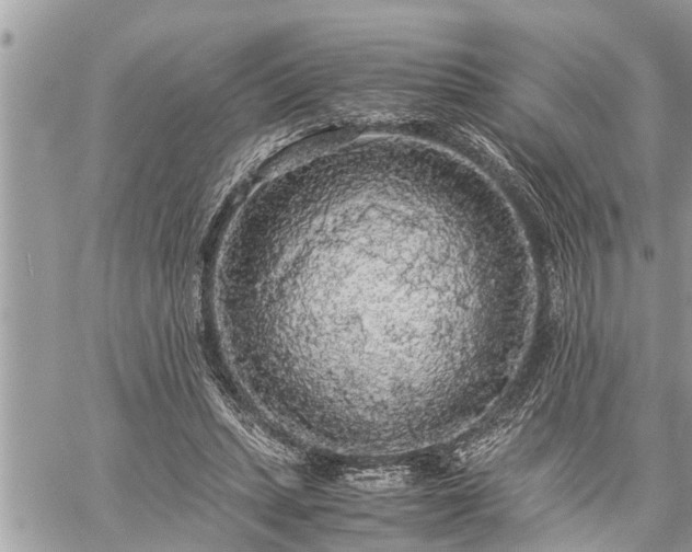 X0000060260447200511010917