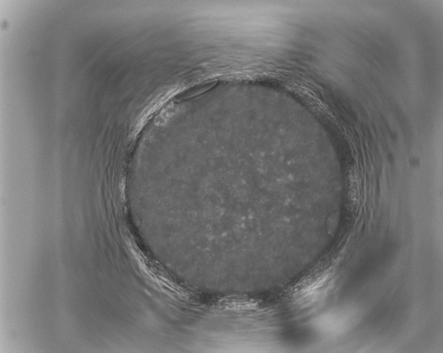 X0000060260491200511010917