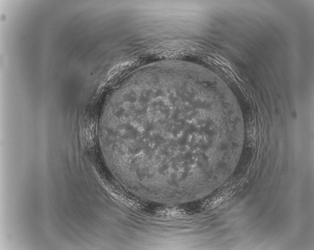 X0000060260503200511010916