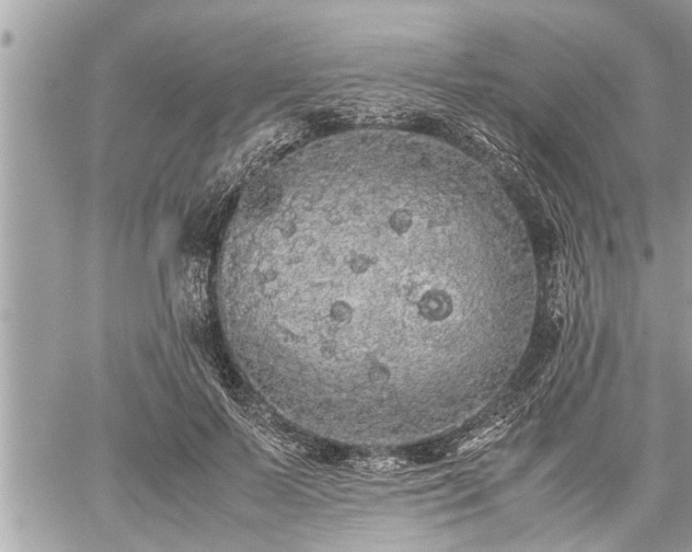 X0000060260695200511010913