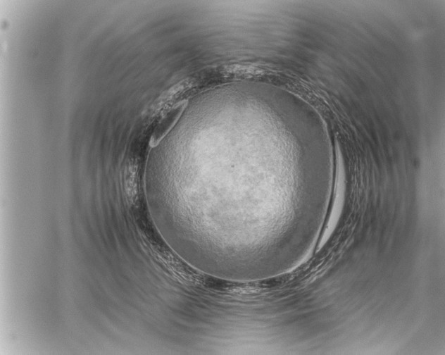 X0000060260708200511010913