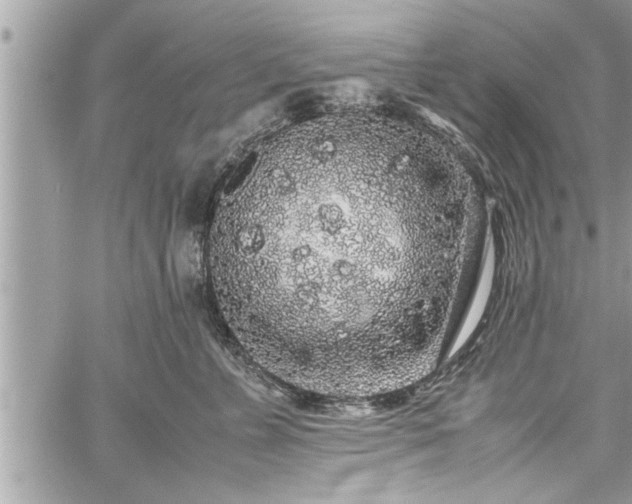 X0000060260715200511010913