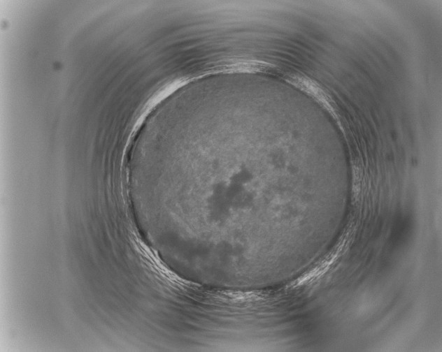 X0000060260835200511010911