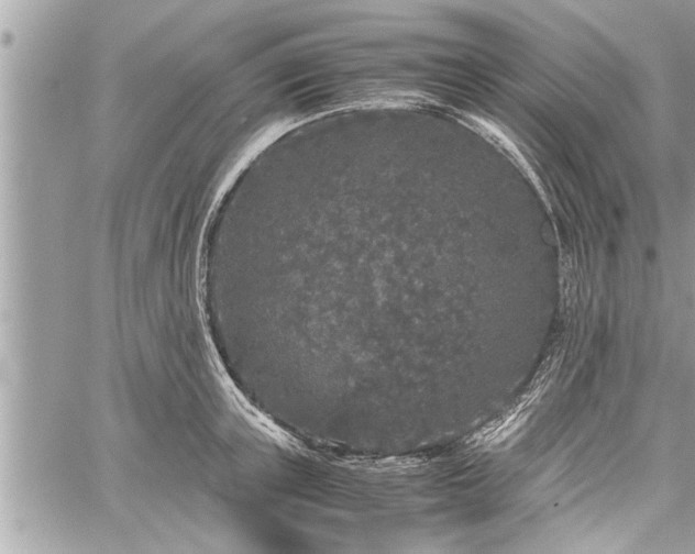 X0000060260851200511010911