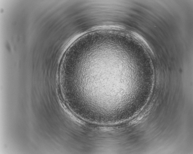 X0000060260852200511010911