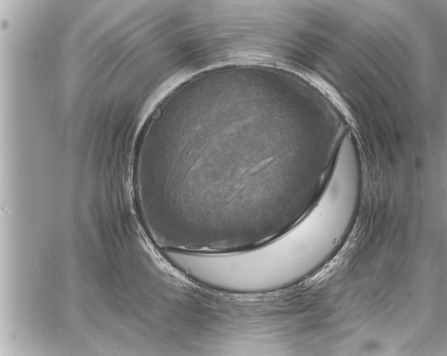 X0000060260904200511010910