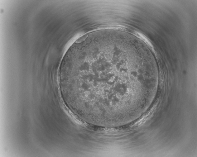 X0000060260907200511010910