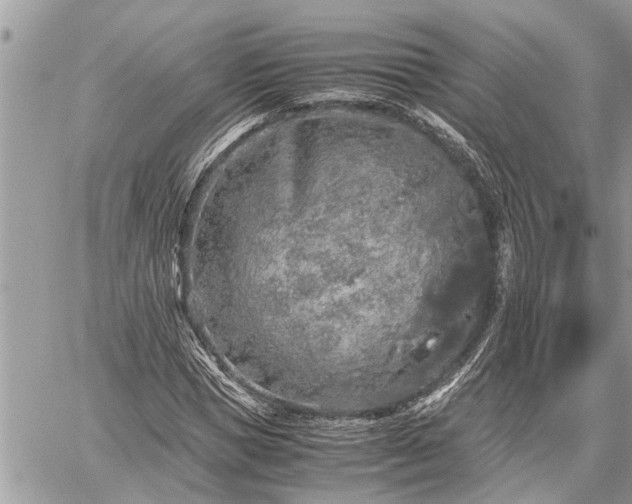 X0000060260921200511010909