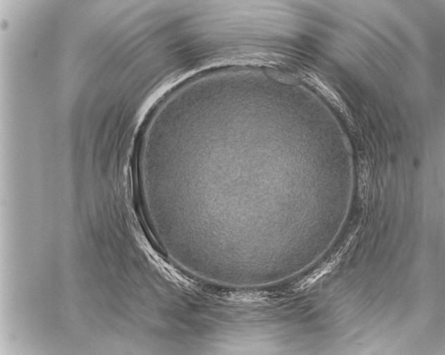 X0000060260944200511010909