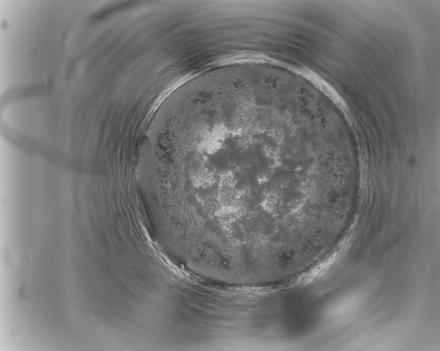 X0000060260953200511010909