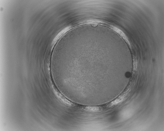 X0000060260954200511010909