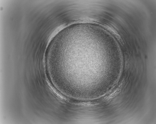 X0000060260990200511010908