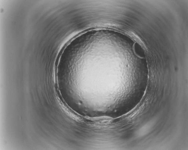 X0000060261036200511010908