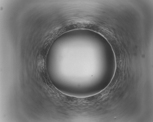 X0000060261061200511010907