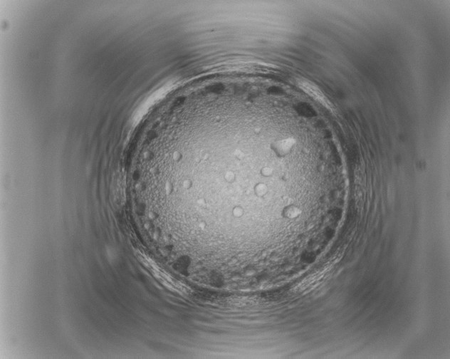 X0000060261067200511010907