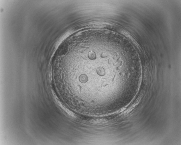 X0000060261083200511010907