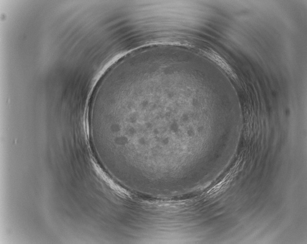 X0000060261084200511010907