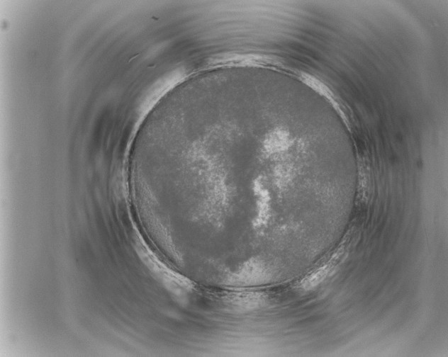 X0000060261090200511010906