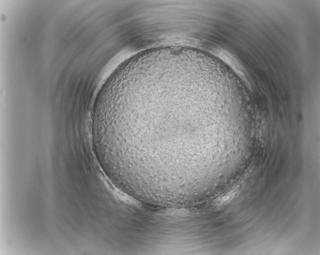 X0000060261094200511010906