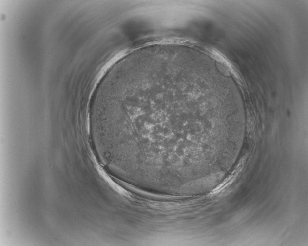 X0000060261095200511010906