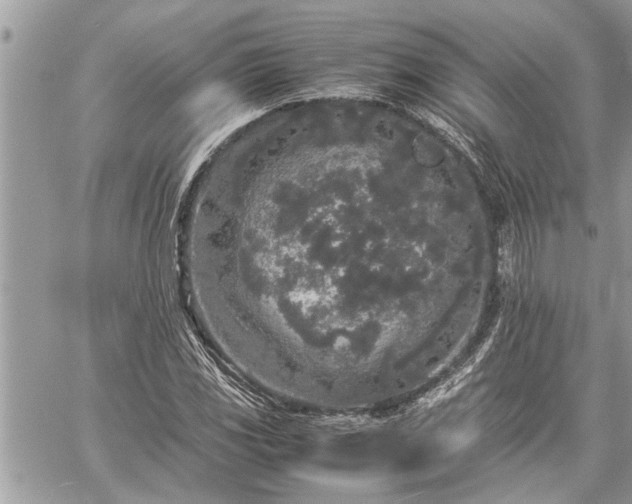 X0000060261117200511010906