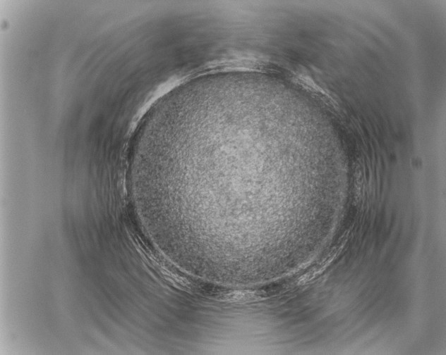 X0000060261166200511010905