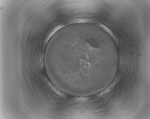 X0000060261178200511010905