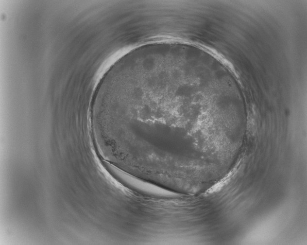 X0000060261239200511010904