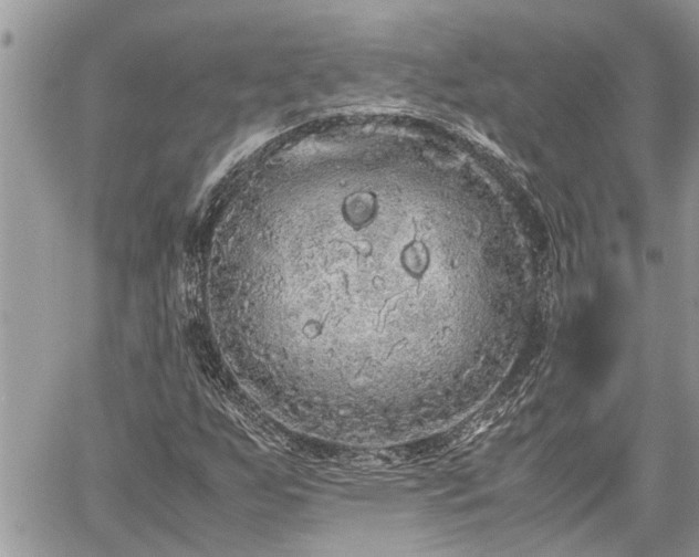 X0000060261255200511010904