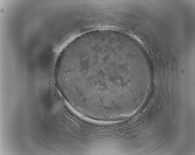 X0000060261263200511010904