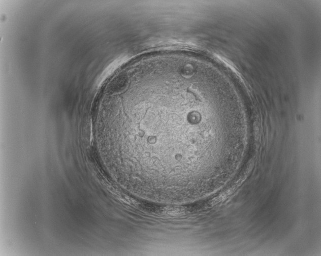 X0000060261267200511010904