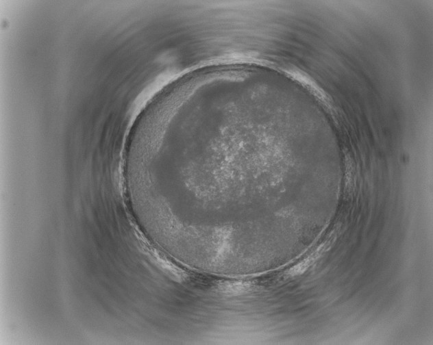 X0000060261278200511010903