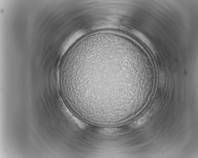 X0000060261290200511010903