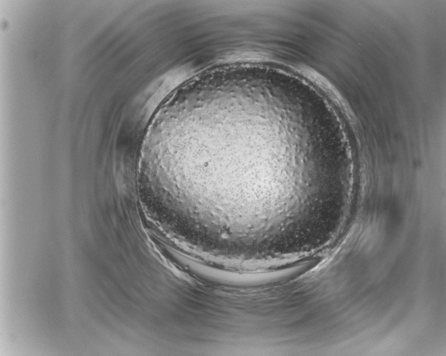 X0000060261337200511010903