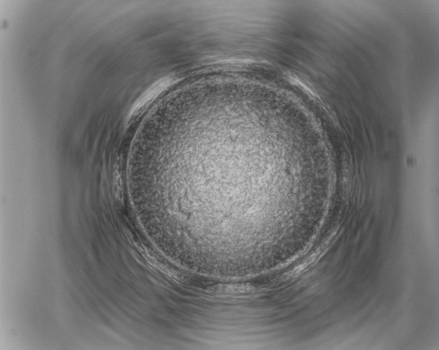 X0000060261354200511010902