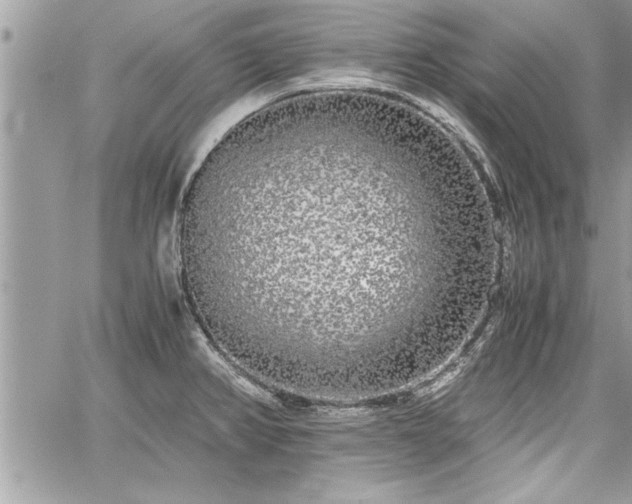 X0000060261382200511010902