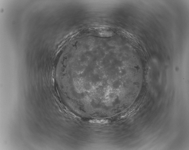 X0000060261397200511010901