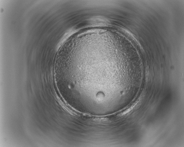 X0000060261417200511010901