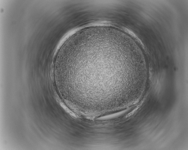 X0000060261421200511010901