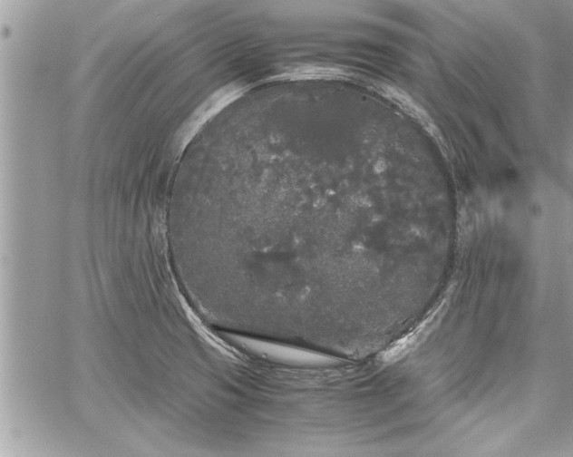 X0000060261425200511010901