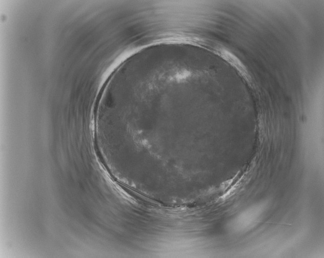 X0000060261428200511010901