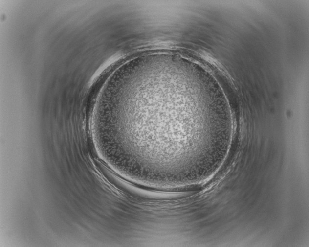 X0000060261450200511010900