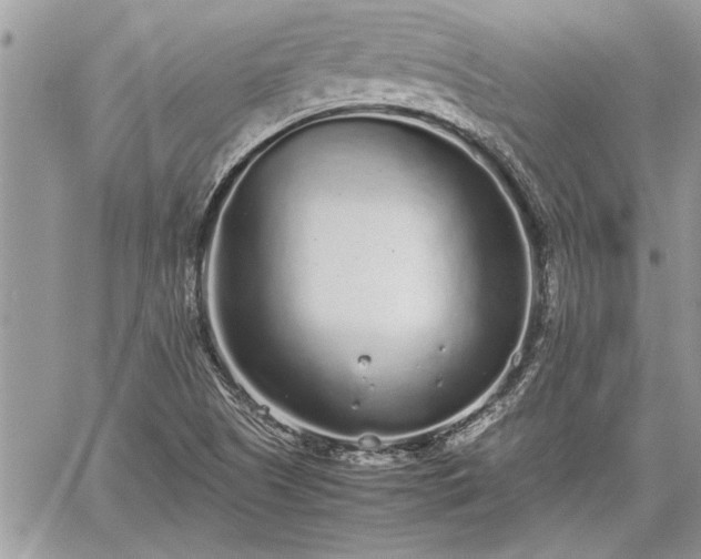 X0000060261505200511010859